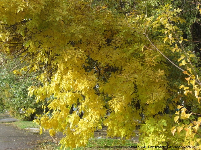 IMG_2746 (700x525, 409Kb)