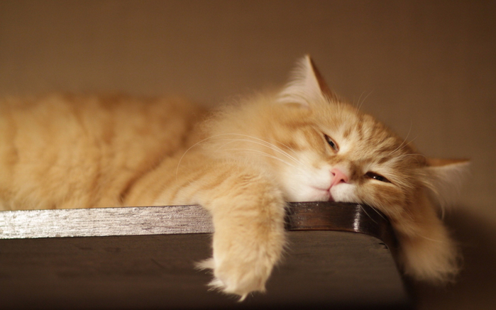 1171339-lazy-cat (700x437, 271Kb)