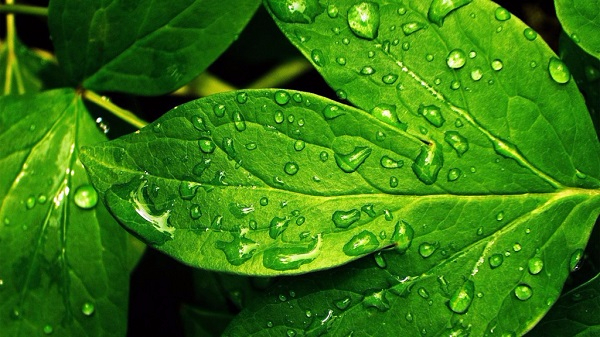 green-leaves-7W0G-1024x576-MM-90 (600x337, 295Kb)