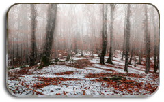 6 (240x150, 75Kb)