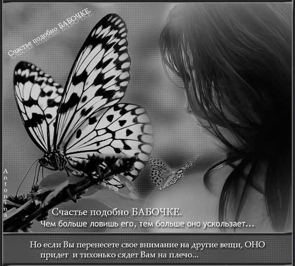 Бабочки в животе песня текст. Афоризмы про бабочек. Статусы про бабочек. Счастье бабочки. Бабочка статус красивый.