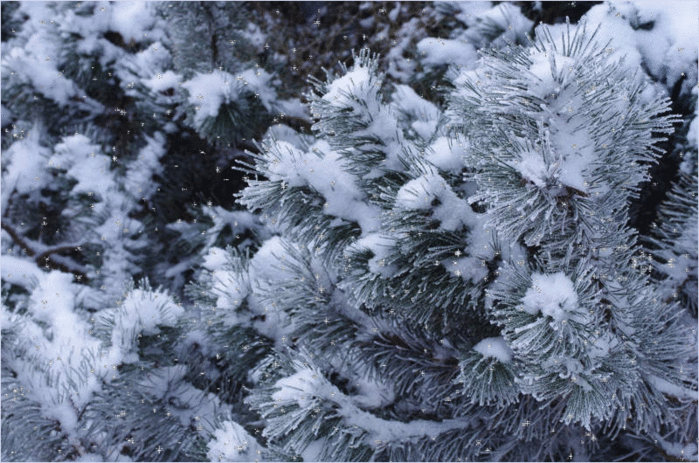winter_pine_by_a_kwiatkowski-d5njld1 (700x463, 442Kb)