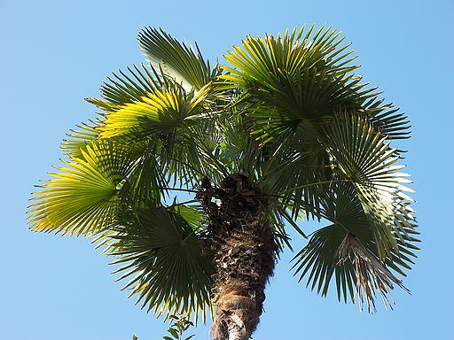 fan-palm-symbol (512x384, 52Kb)