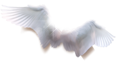 14 (239x127, 34Kb)