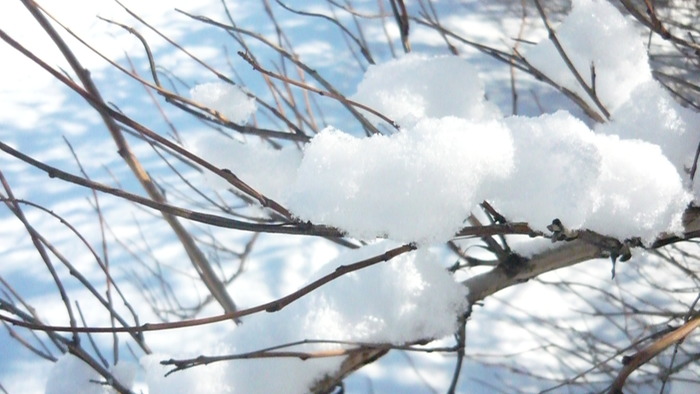 1512321844_P1110536 (700x394, 82Kb)