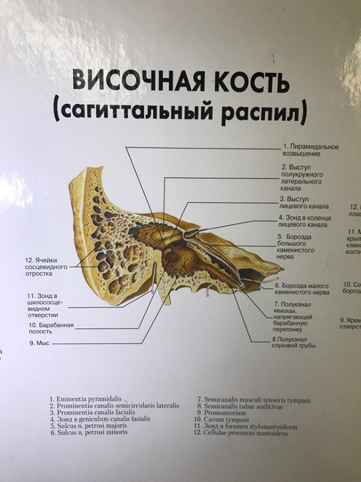 Схема каналов височной кости