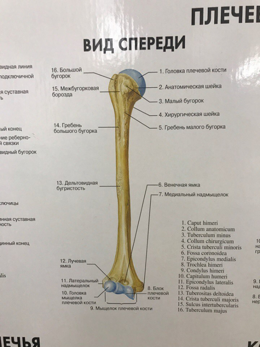 Плечевая кость латынь. Анатомия плечевой кости кости. Плечевая кость анатомия человека описание. Плечевая кость, анатомические структуры.. Плечевая кость анатомия Синельников.