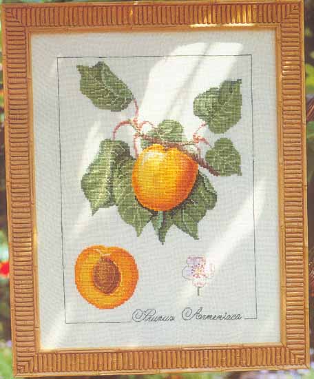 Botanical Apricot (456x550, 46Kb)