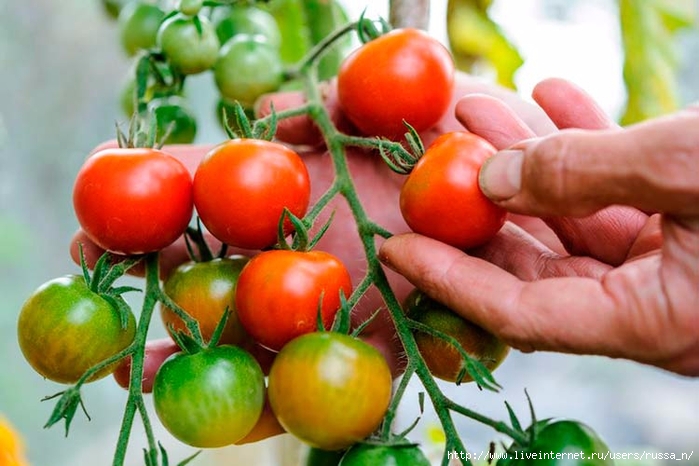 greenhouse-tomatoes-big (700x466, 231Kb)