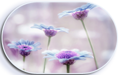 tsvety_makro_stebli_sirenevyj_97057_2560x1600 (240x150, 53Kb)