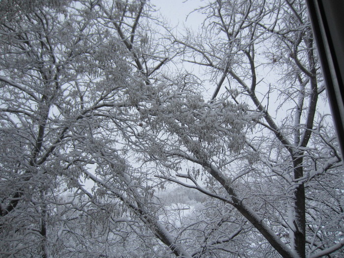 IMG_2898 (700x525, 173Kb)