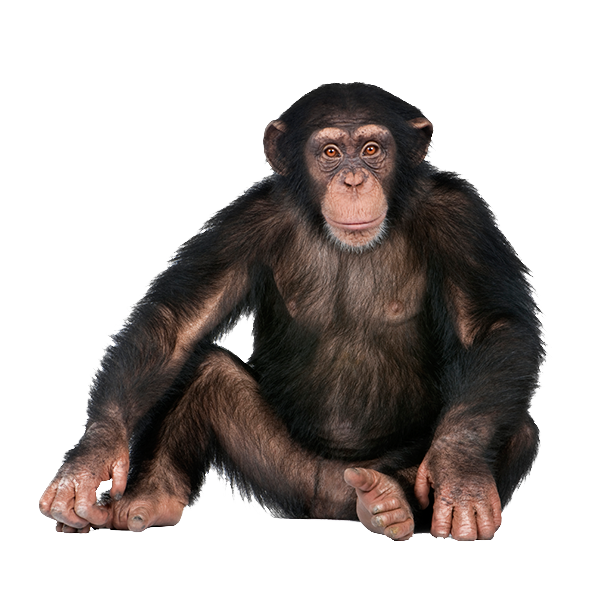 monkey_PNG18736 (600x600, 366Kb)