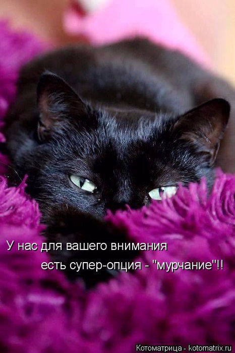 138874754_kotomatritsa_2 (466x699, 351Kb)