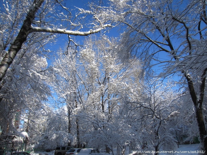 IMG_2953 (700x525, 409Kb)
