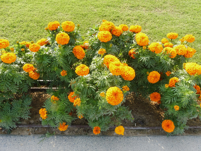 P1030854 (700x525, 627Kb)