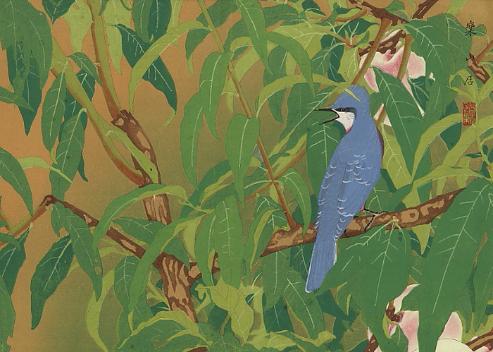     (A blue-crested songbird). (700x499, 459Kb)