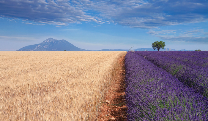 pole-pshenitsa-lavanda-priroda-gory (700x409, 388Kb)