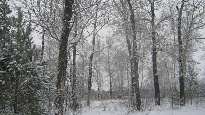 IMG_2685 (700x392, 446Kb)
