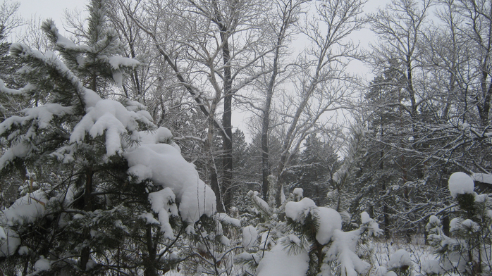 IMG_2698 (700x392, 431Kb)