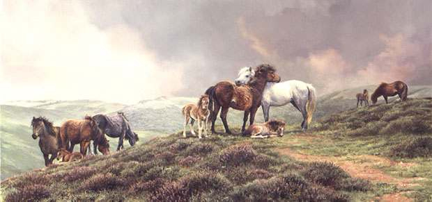 marris-dartmoorponies (620x291, 104Kb)