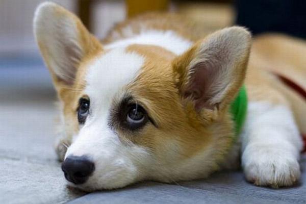 6285324_1251246400_cute_dogMM (600x400, 26Kb)