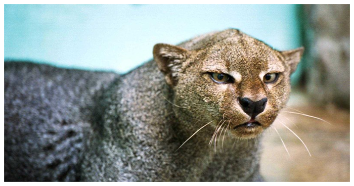 Jaguarundi-08 (700x368, 467Kb)