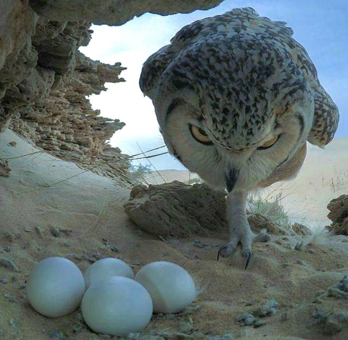 owl (700x684, 438Kb)