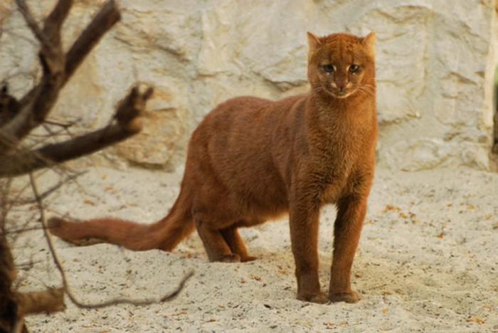 Jaguarundi-01 (700x468, 232Kb)