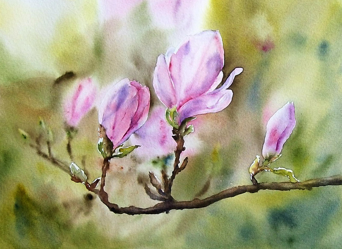 wiosenne_magnolie_by_stokrotas-d61kjal (700x508, 383Kb)