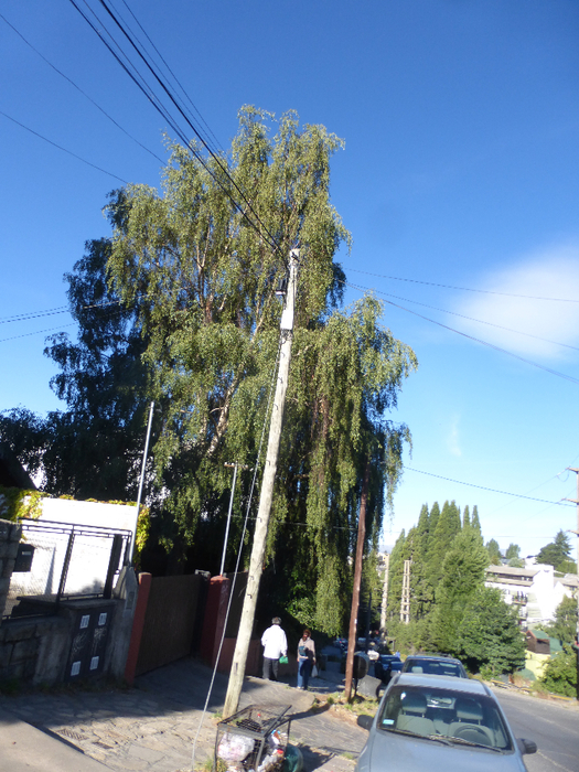 P1320951 (525x700, 502Kb)