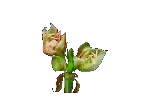 0_faf1a_619c26a7_orig (480x360, 1822Kb)