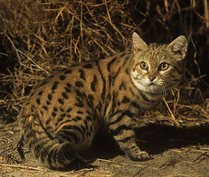 black-footed-cat-06 (700x593, 356Kb)