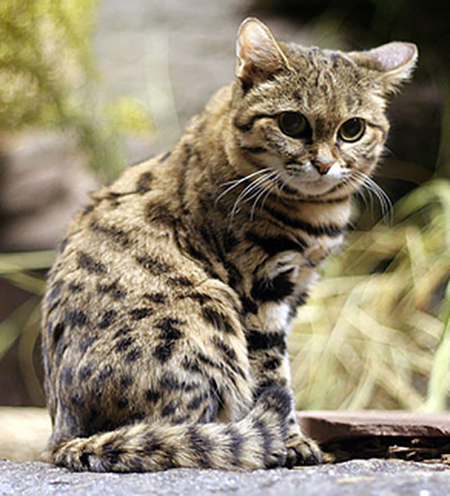 black-footed-cat-03 (635x700, 184Kb)