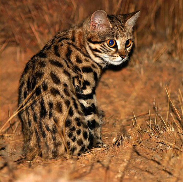 black-footed-cat-08 (700x697, 204Kb)