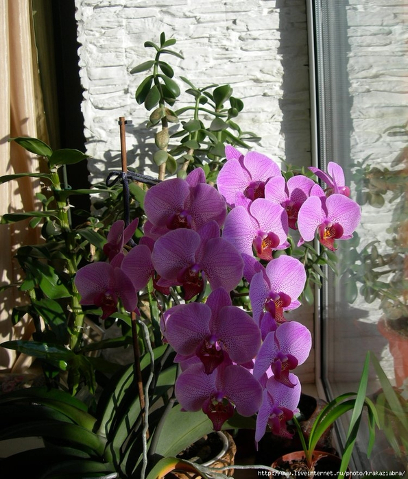 Цветы - у Жени расцвела орхидея (595x700, 466Kb)
