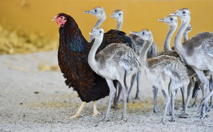 hens-adopt-animals-8 (700x433, 142Kb)