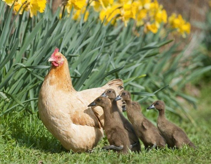 hens-adopt-animals-5979ab29531f9__700 (700x545, 72Kb)