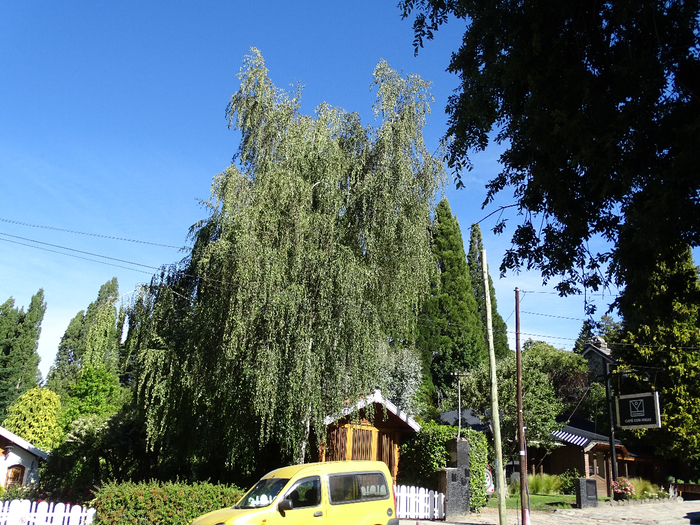 DSC04372 (700x525, 560Kb)