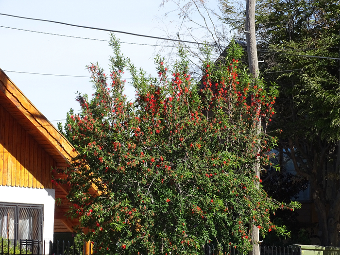 DSC04382 (700x525, 613Kb)