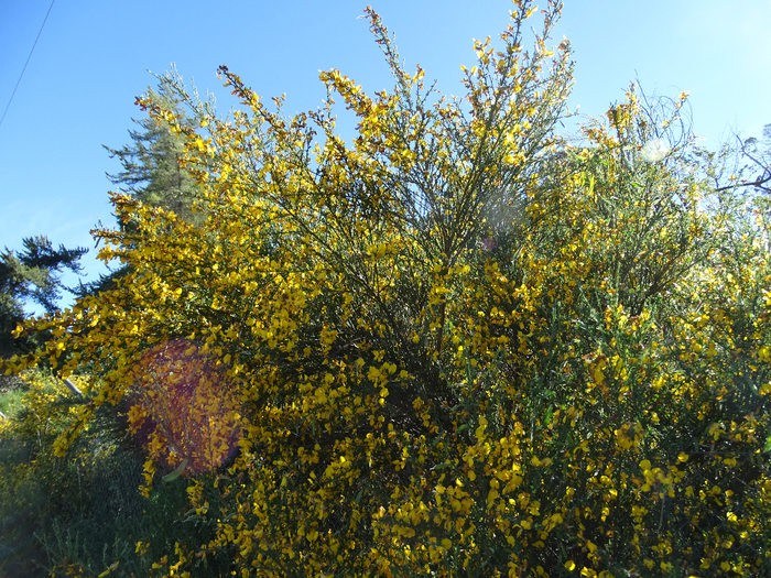 DSC04399 (700x525, 686Kb)