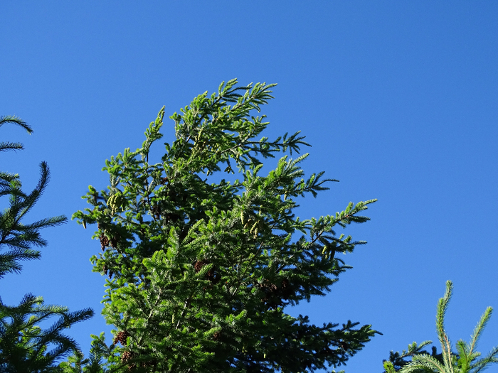 DSC04591 (700x525, 460Kb)