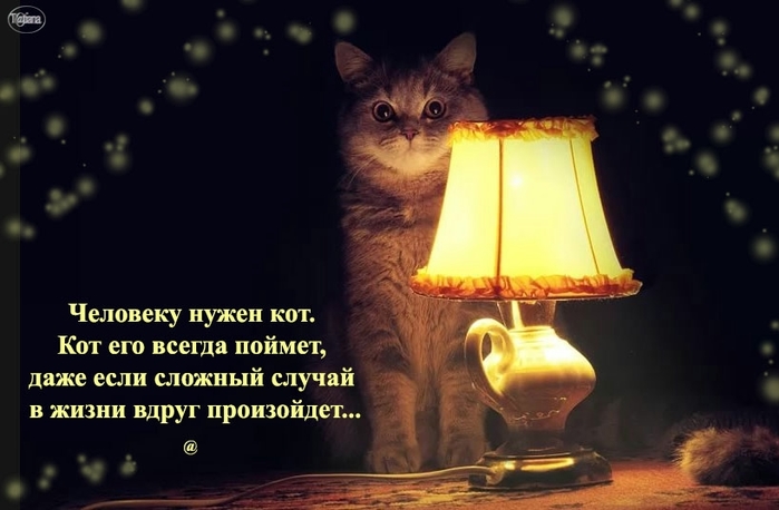 Человеку нужен кот