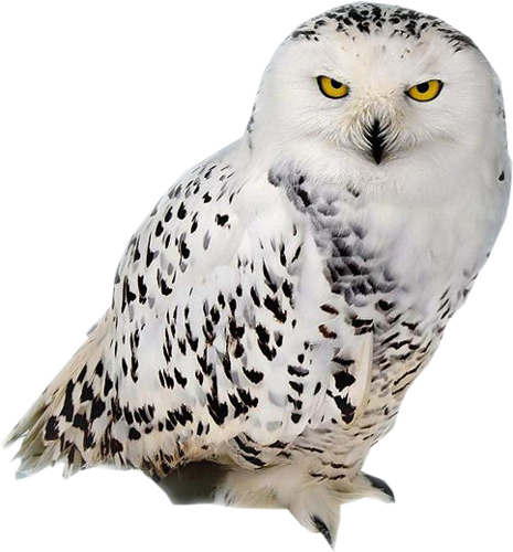 owl_PNG12 (1) (465x500, 266Kb)