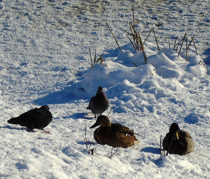 DSC01688 (700x598, 522Kb)