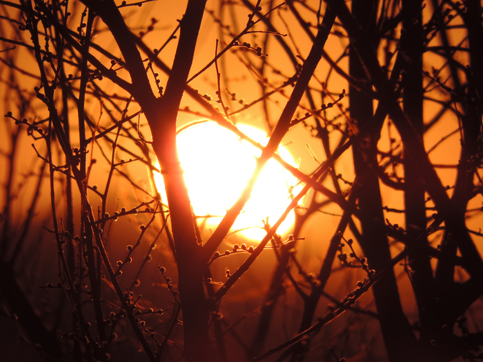 DSCN9353 (700x525, 455Kb)