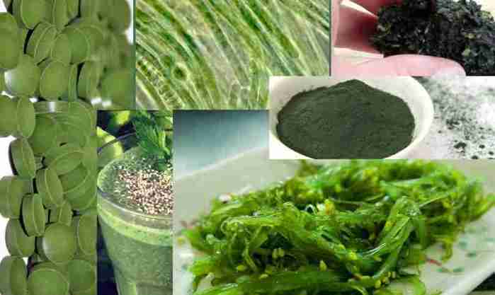 3398363_spirulina (700x417, 19Kb)