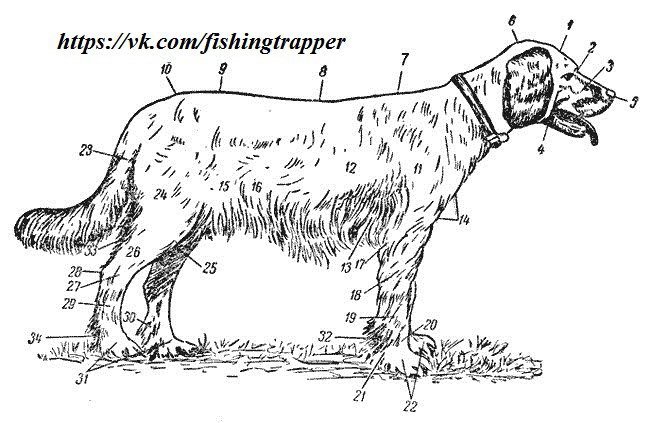 Схема описания собаки. Экстерьер собаки схема. Отбор по экстерьеру собак. Разведение охотничьих собак схемы. Стати собак красивая схема.