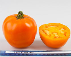 tomato valencia org 1 (250x200, 39Kb)