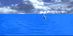 delfin (150x75, 37Kb)