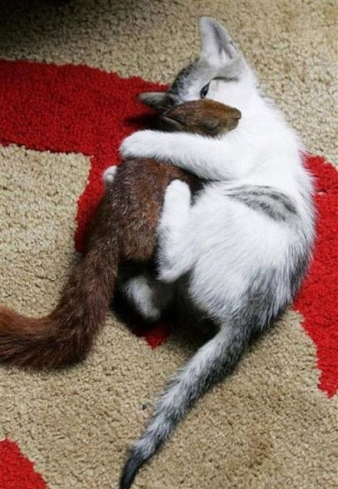 cat_adopted_small_squirell_04 (484x700, 235Kb)
